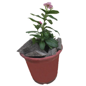 Shellies - Mojopanda Organic Store