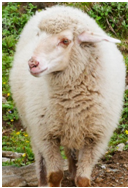 Indian Merino Sheep Wool