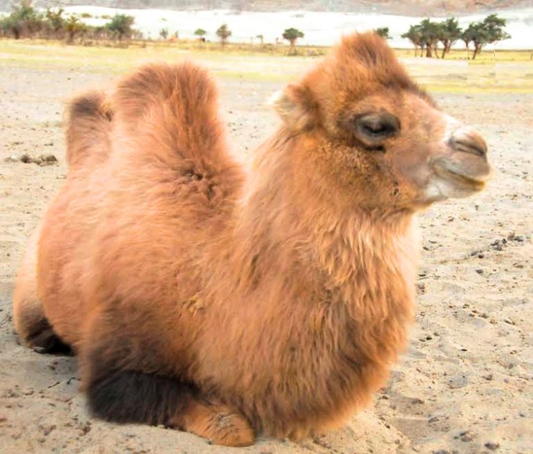 Bactarian Camel Wool