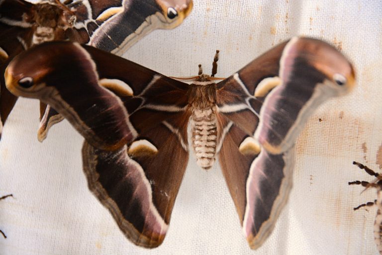 Eri moth