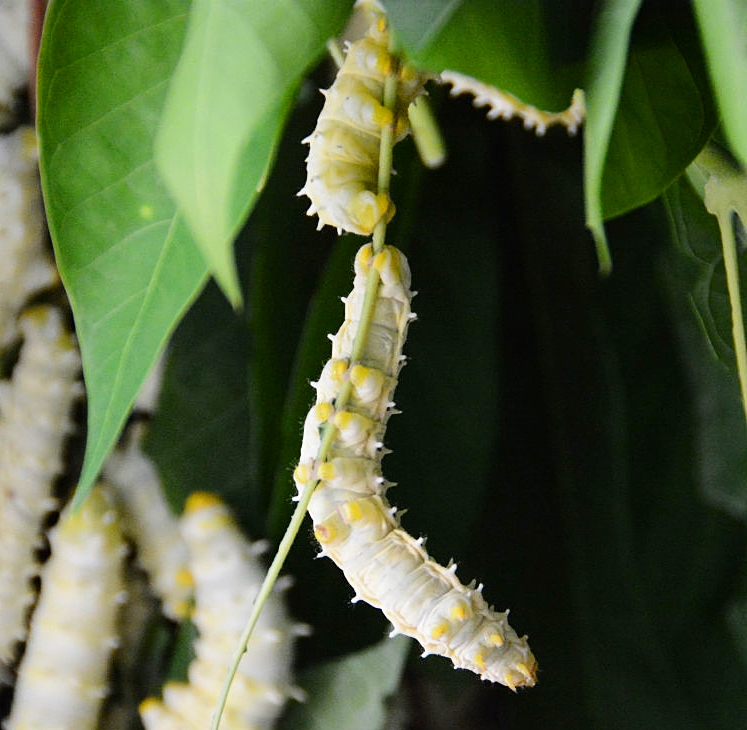 Eri catterpillar